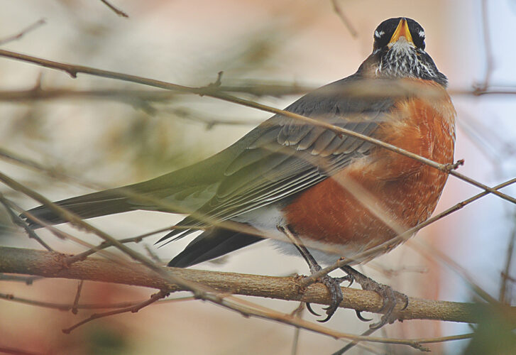 First robin of winter
